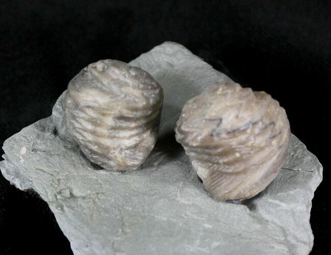 Pair Of Fossil Brachiopods (Lepidocyclus) - Indiana #23315